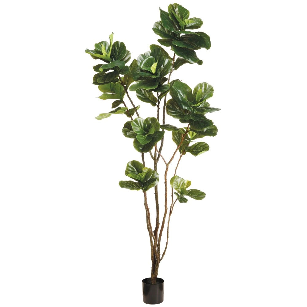 EVA FIDDLE LEAF TREE IN POT 8'