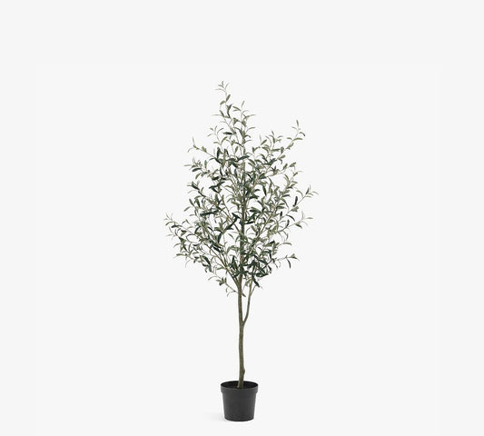 OLIVE TREE 6'