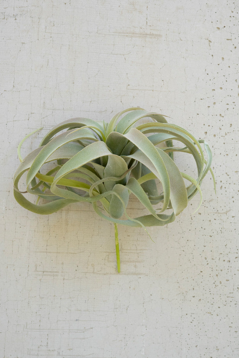 AIR PLANT - TILLANDSIA PLANT